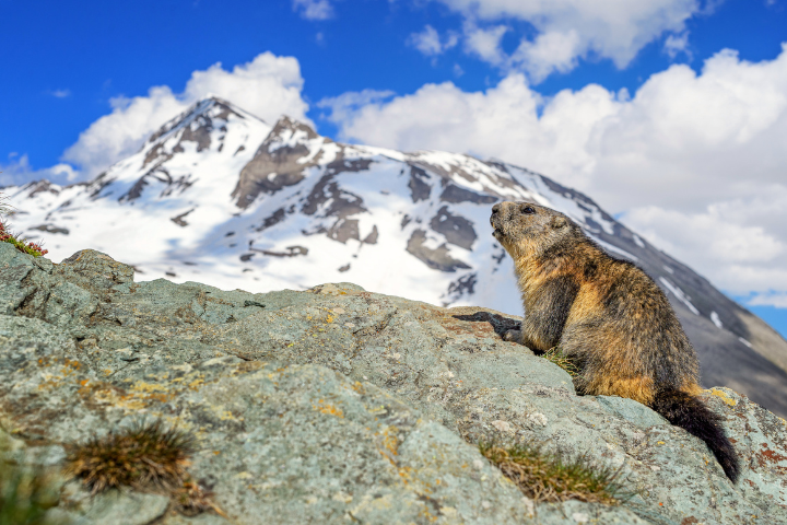 夏季｜德奧名山縱覽13日