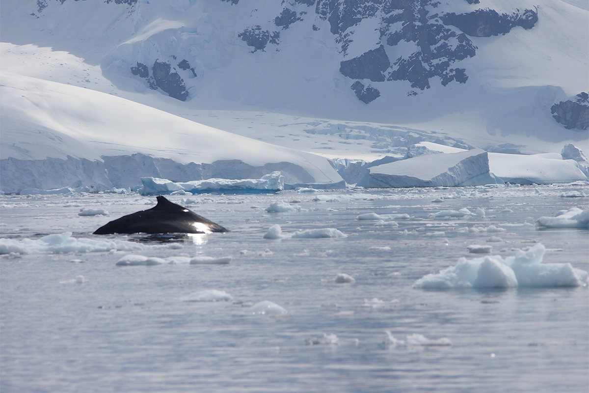 極地觀鯨