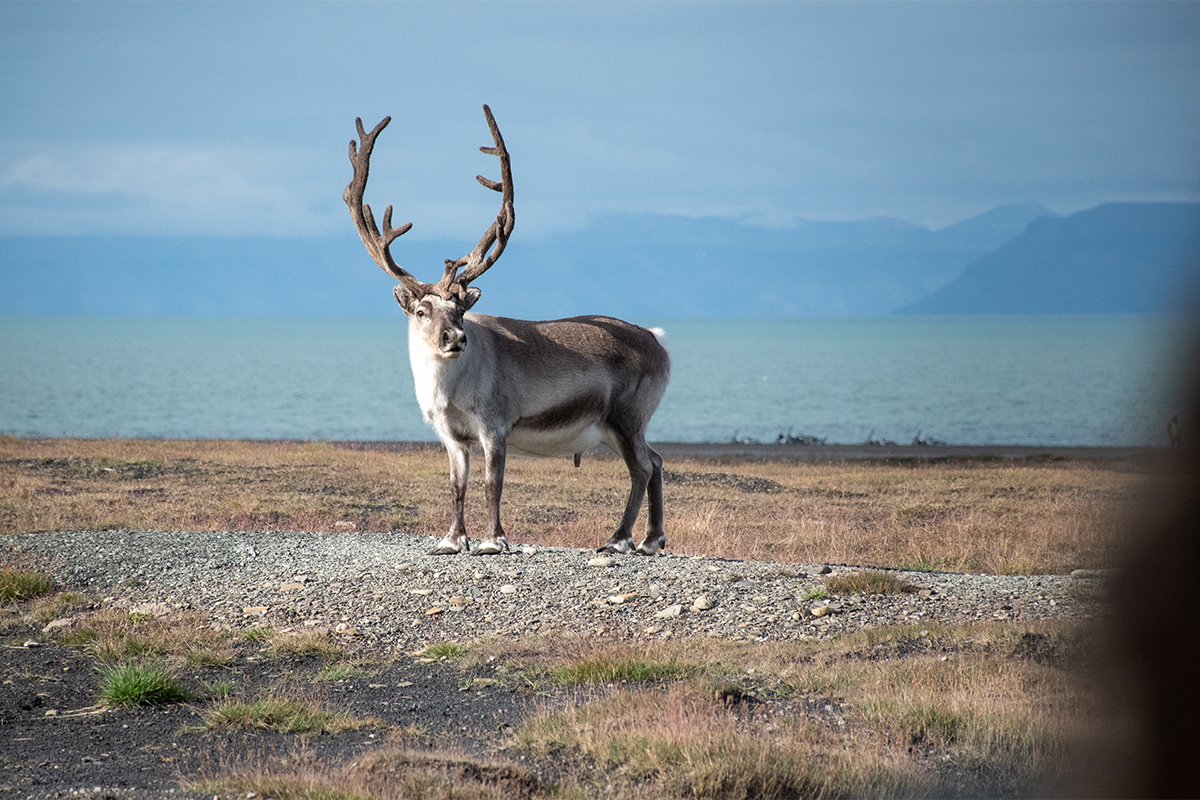 斯匹次卑爾根島西北部地區
