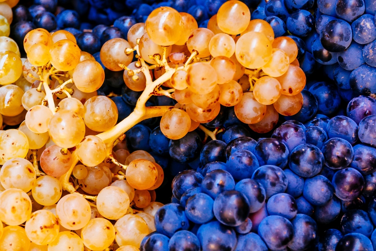 田帕尼優tempranillo