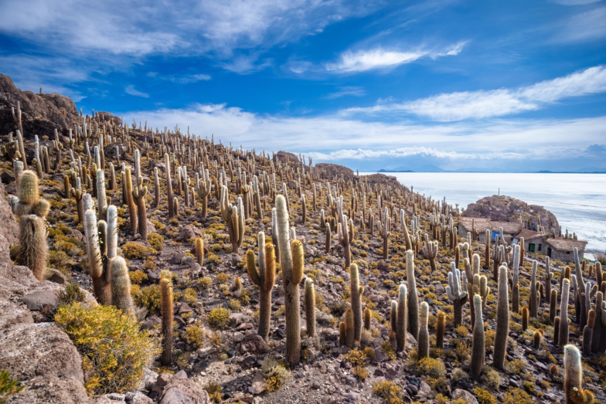 印加瓦西島incahuasi