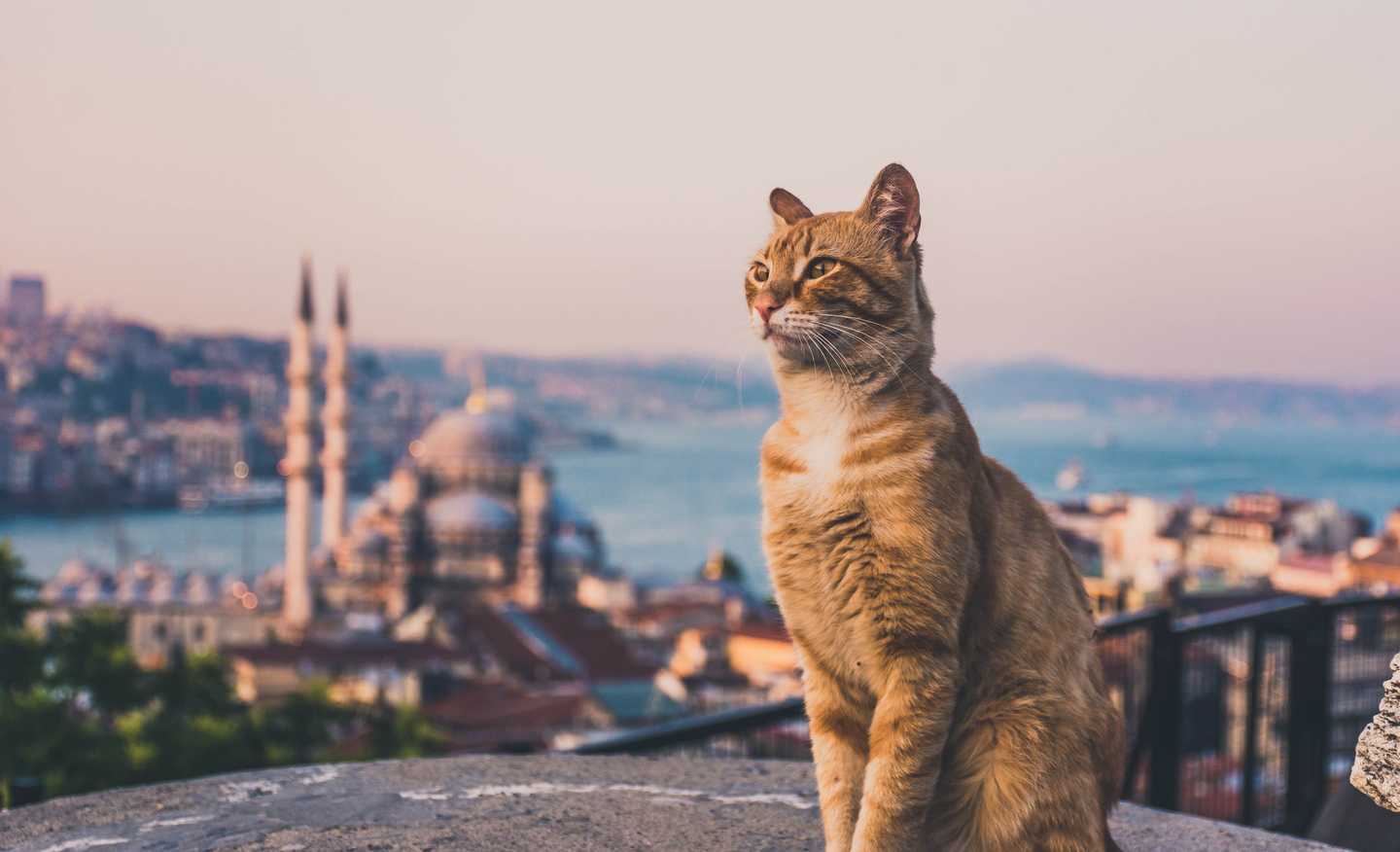 榮耀鄂圖曼｜土耳其12日