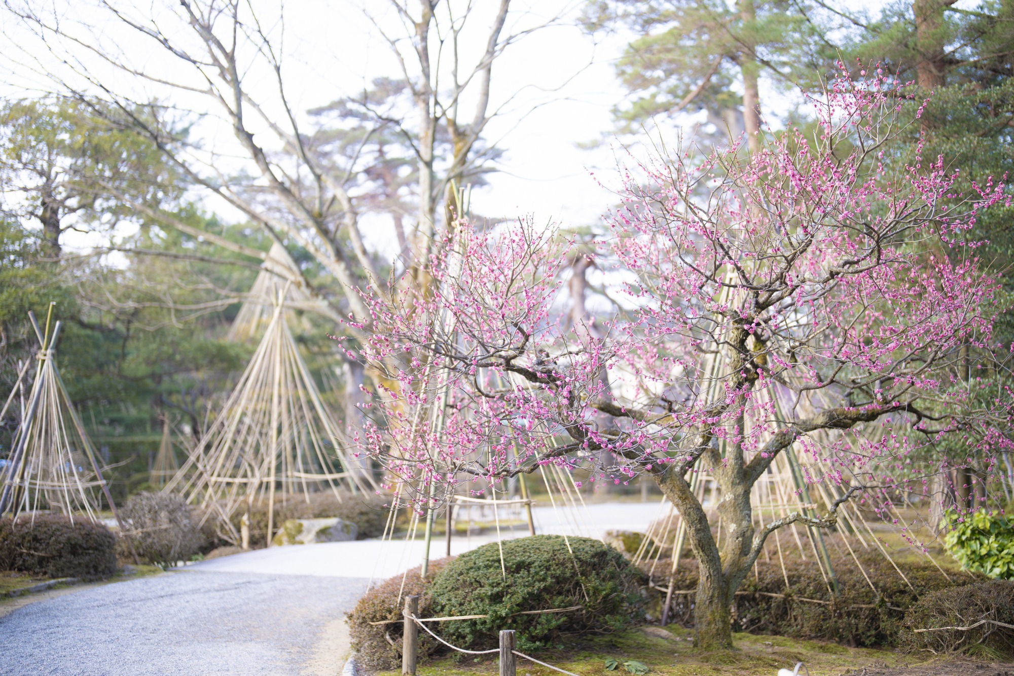 兼六園