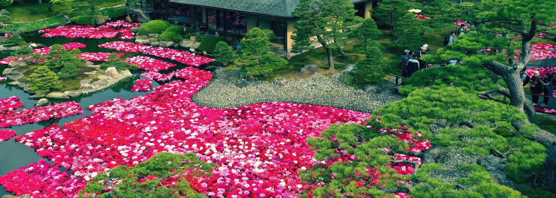 牡丹季限定｜池泉牡丹．山陰山陽6日 