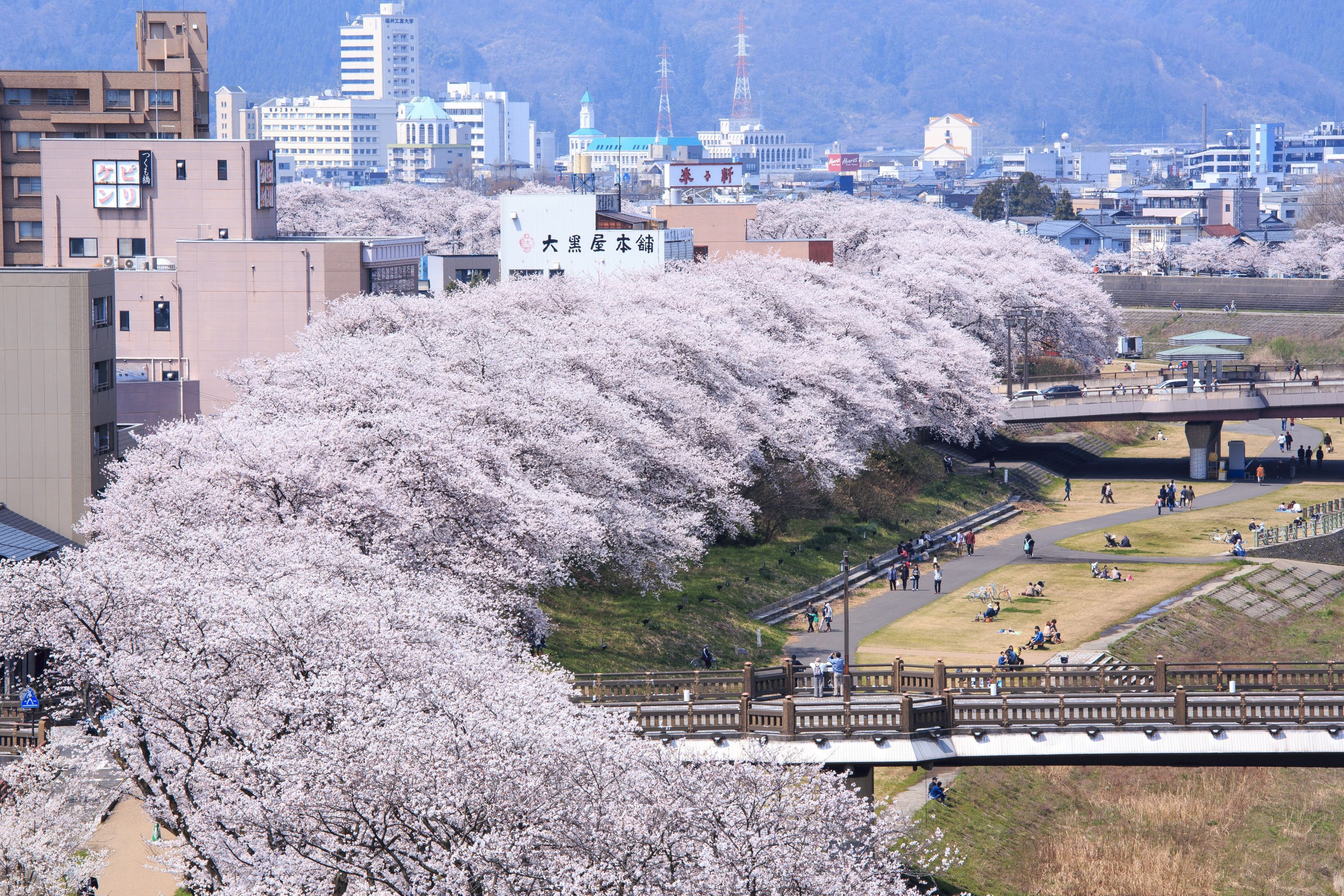 足羽川櫻花隧道