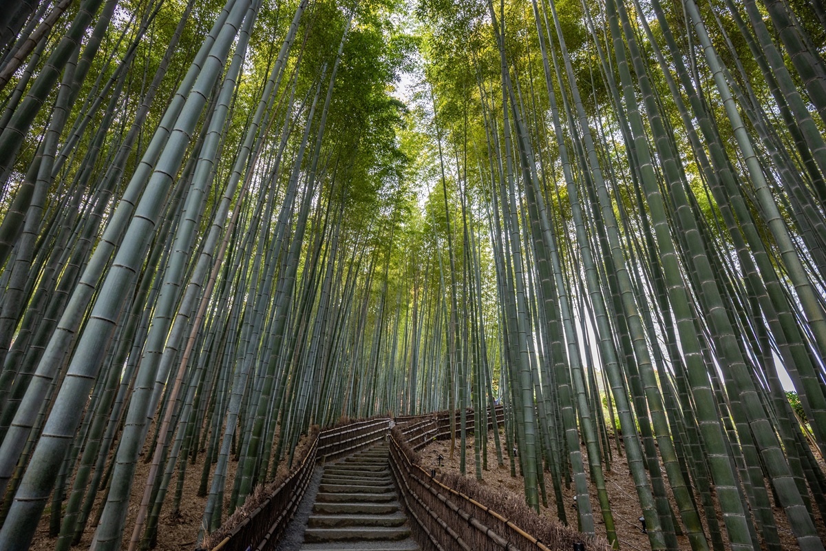 竹林小徑
