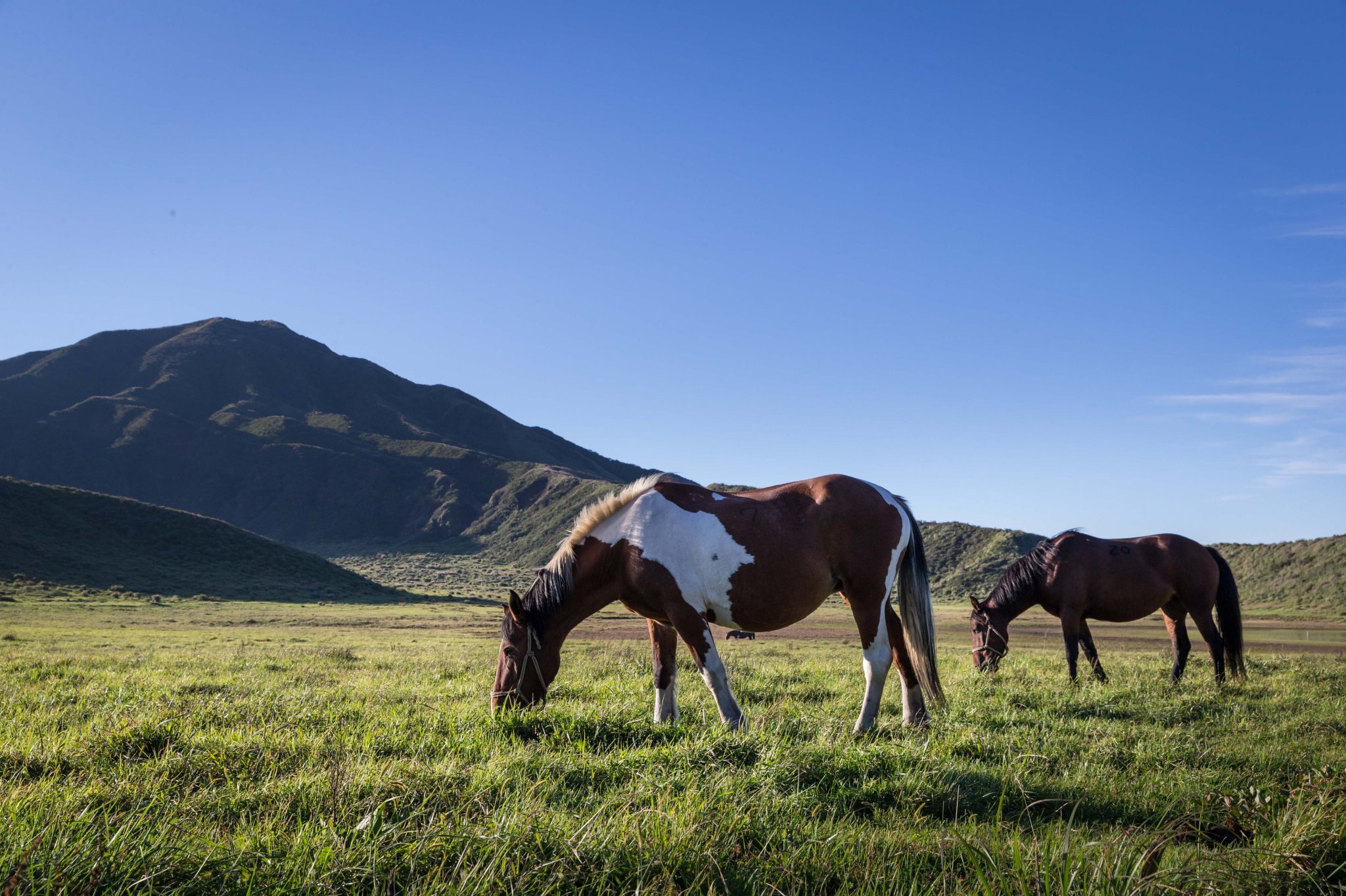 草千里.阿蘇火山博物館