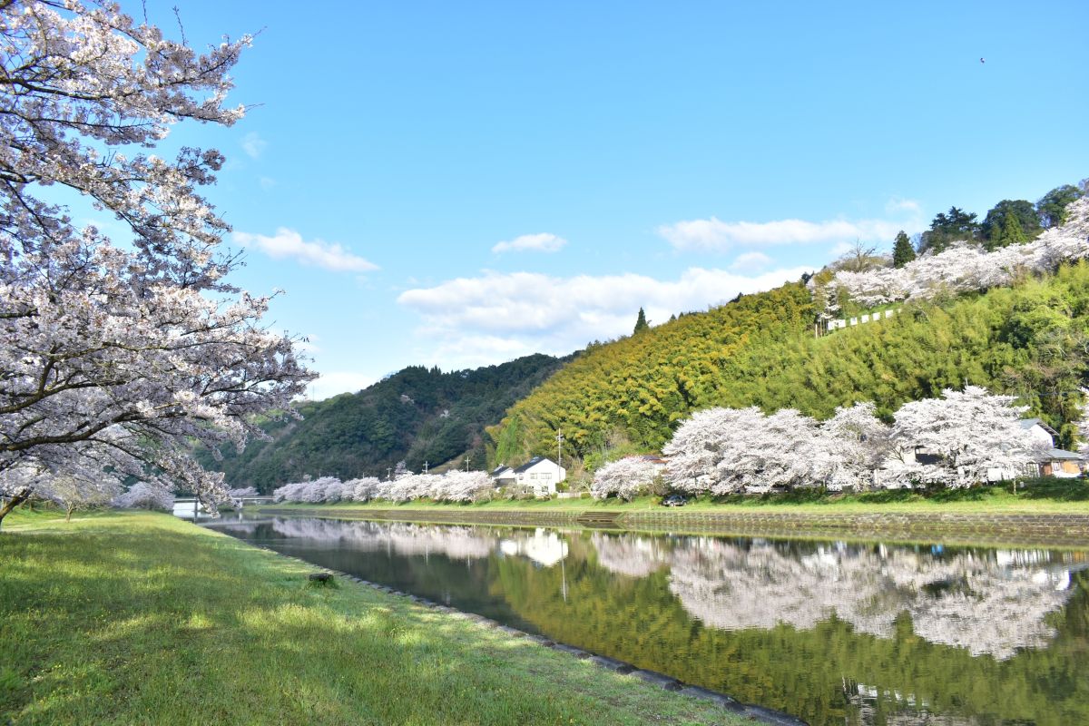 三刀屋川櫻並木道