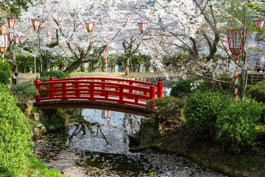 春櫻漫舞．山陰山陽6日