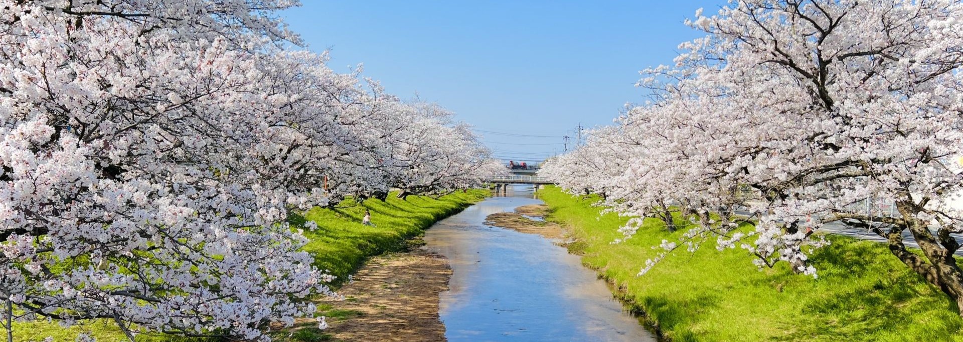 春櫻漫舞．山陰山陽6日