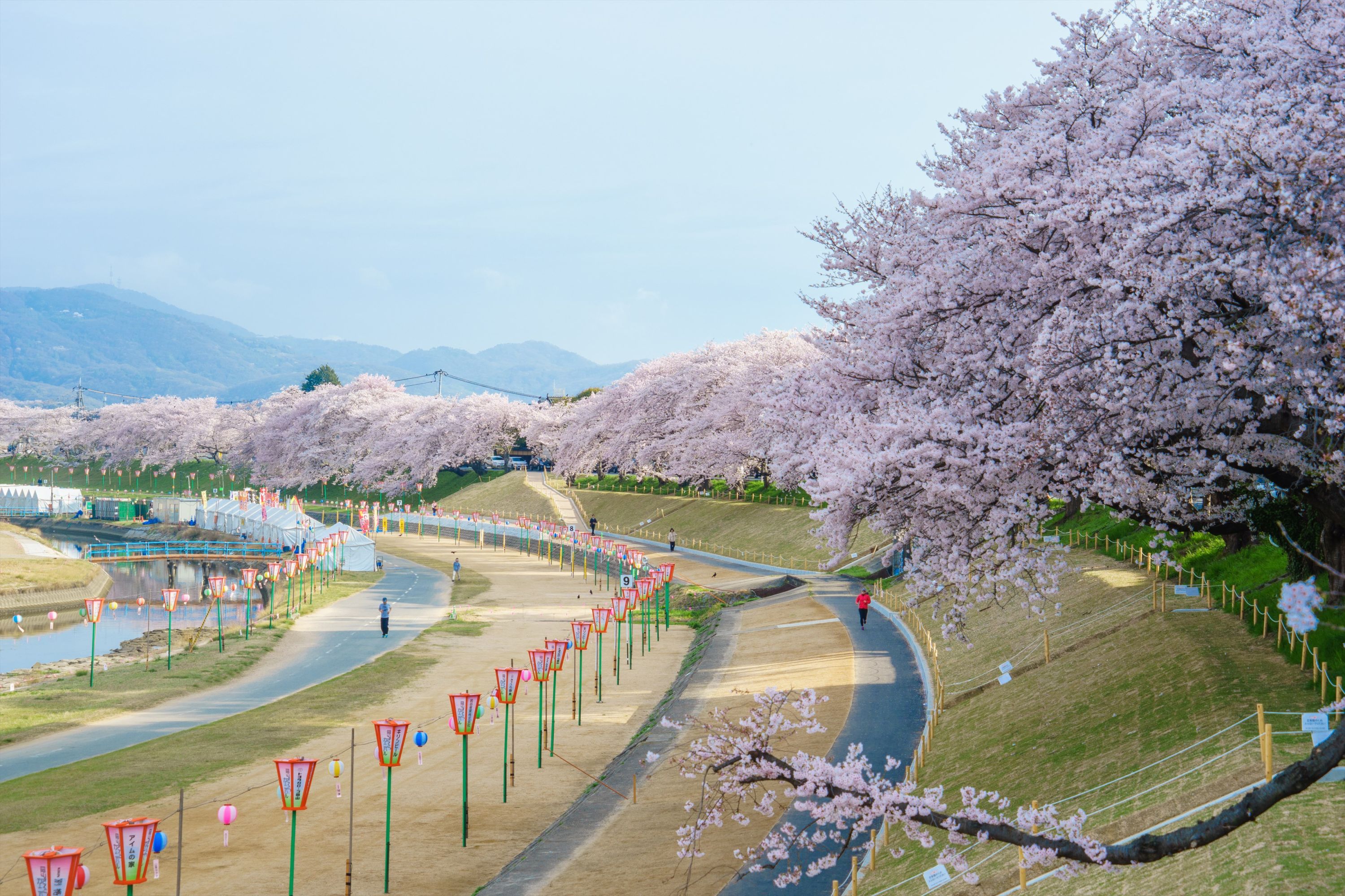 岡山旭川櫻花道