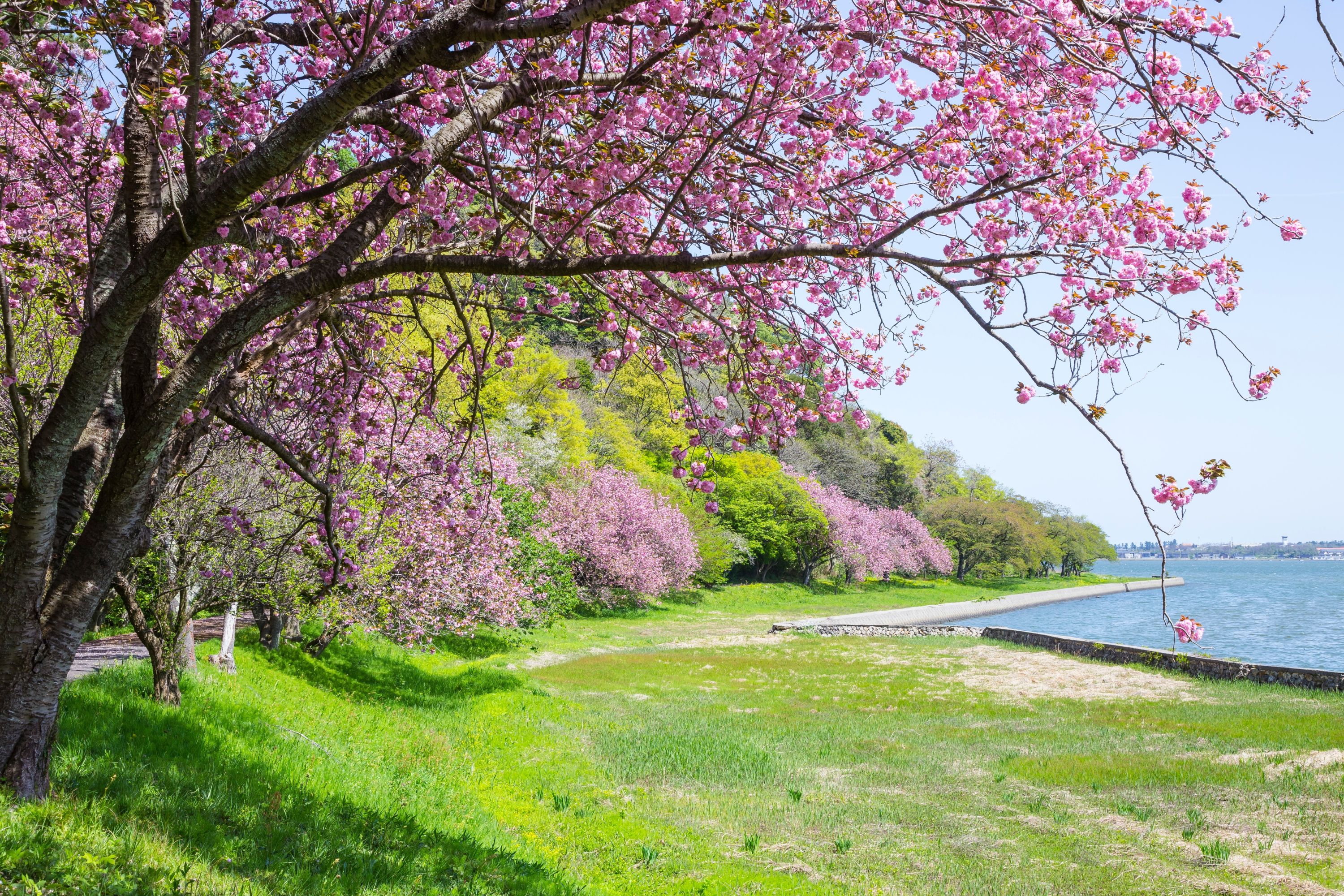 湖山池青島公園