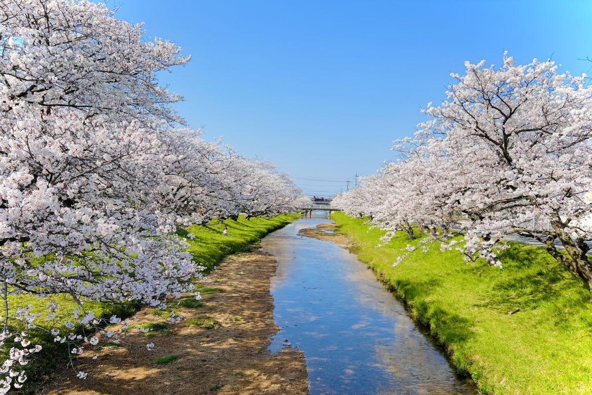 玉造溫泉櫻花祭