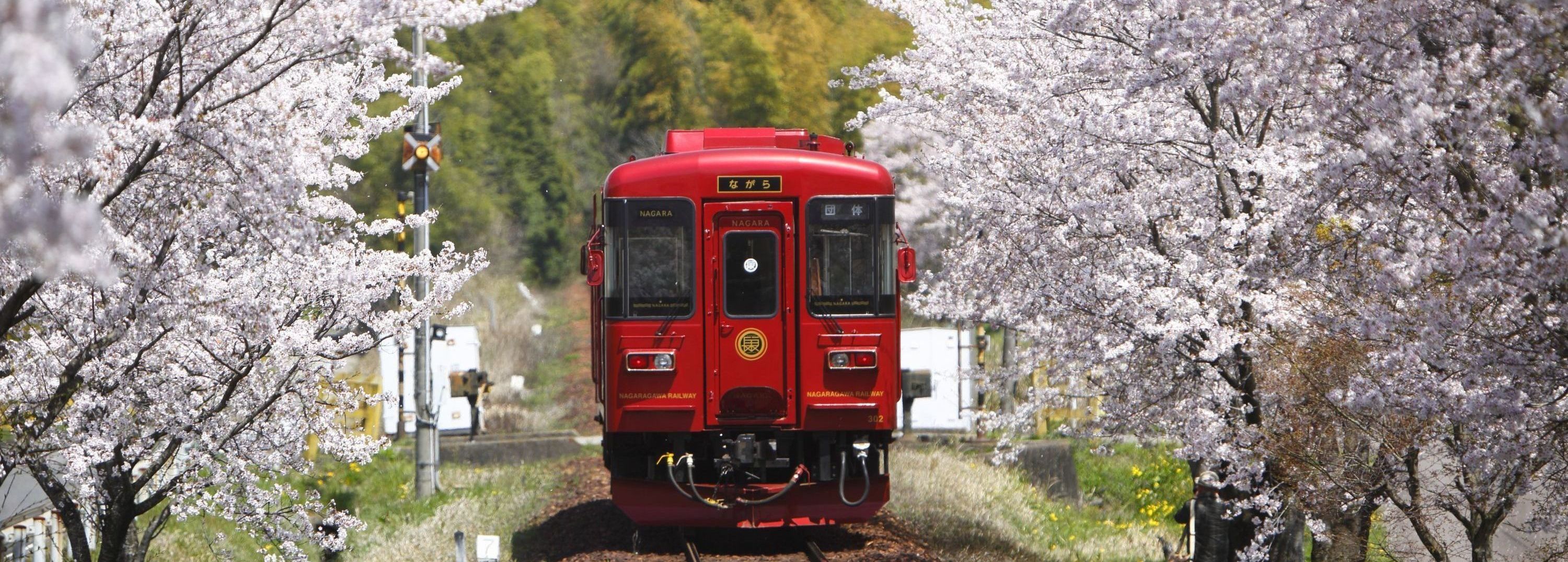 北陸春櫻四重奏佐甜點列車6日