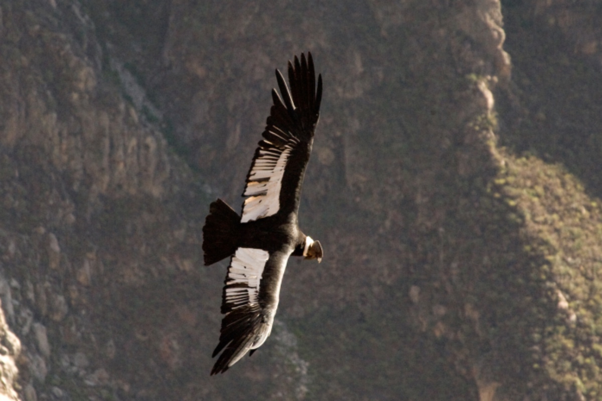 安地斯神鷹condor