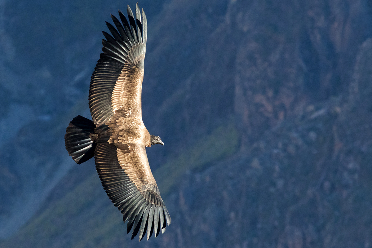 安地斯神鷹condor