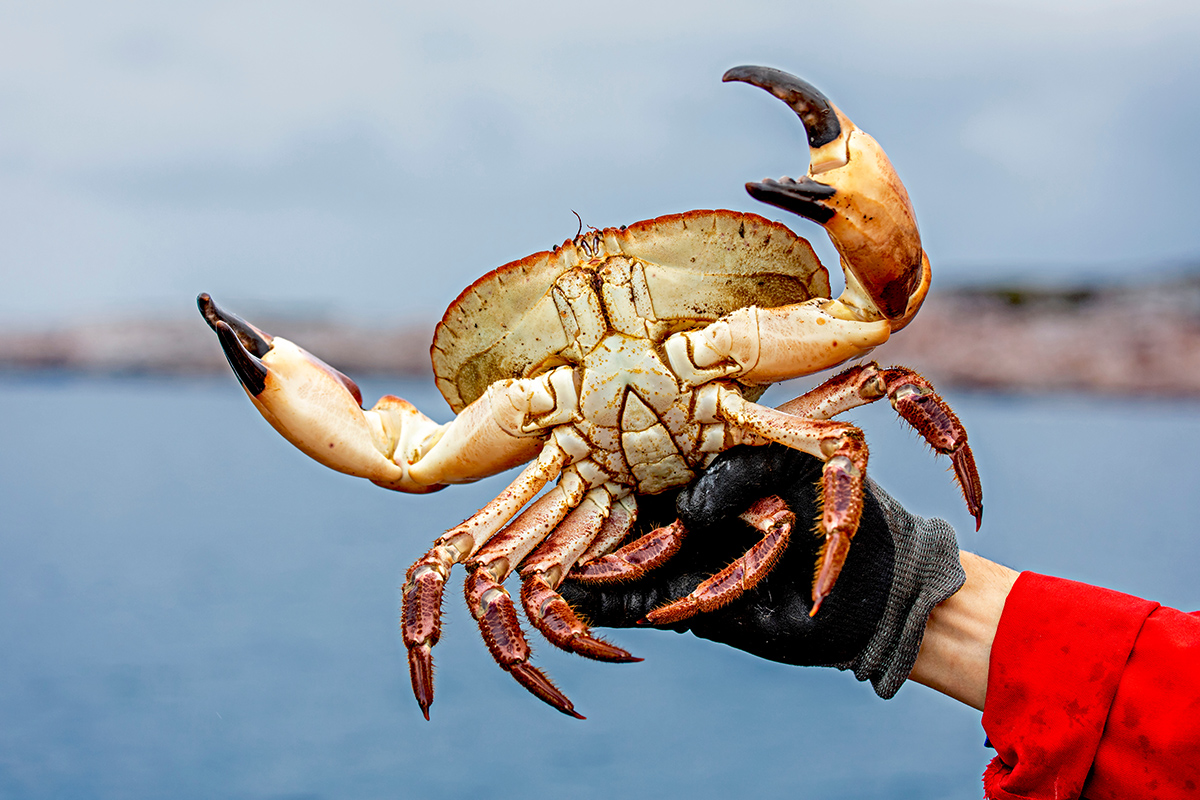 麵包蟹捕撈體驗