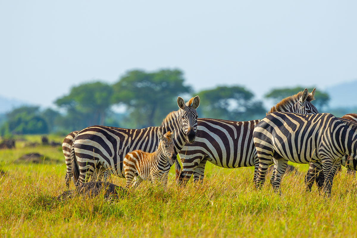 塞倫蓋提國家公園