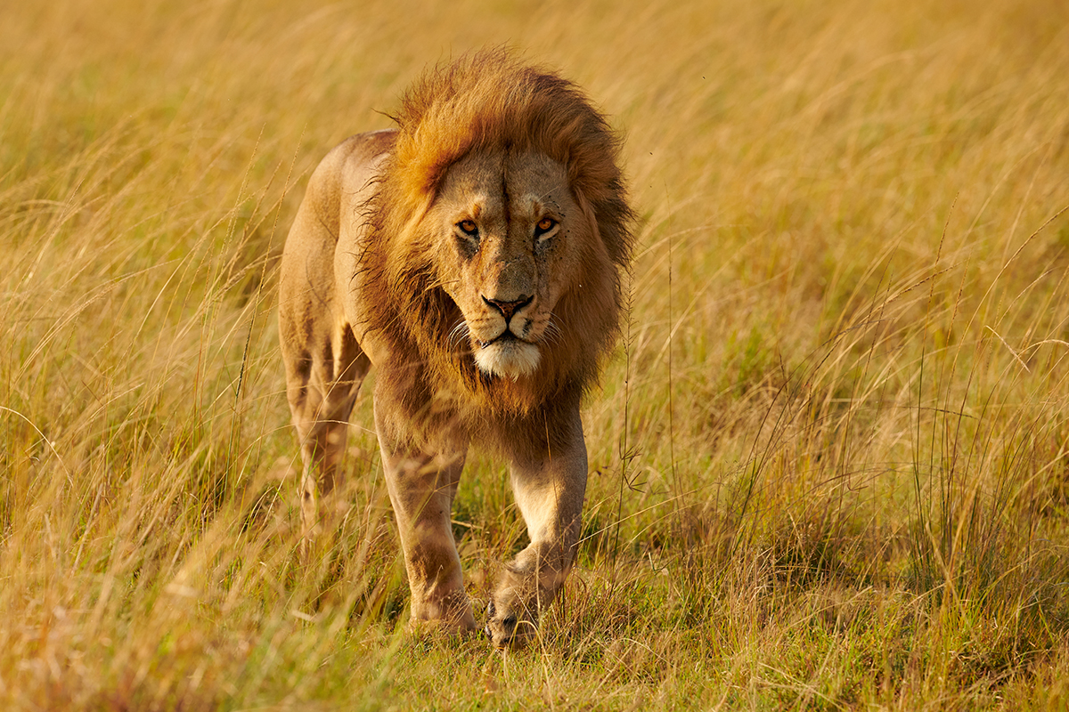 在恩格龍格龍當間諜獅子