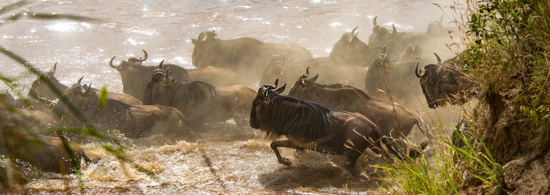 大遷徙襲來！肯坦雙國十四日