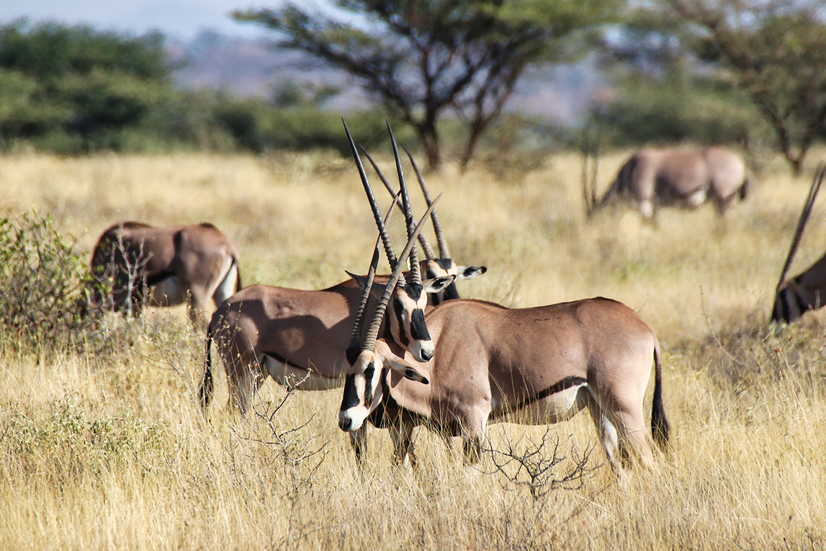 山布魯國家保護區
