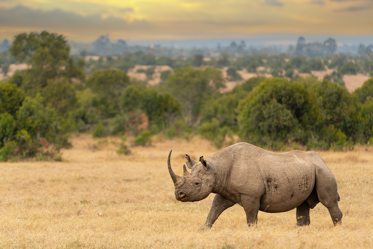讓我們化身間諜犀牛！