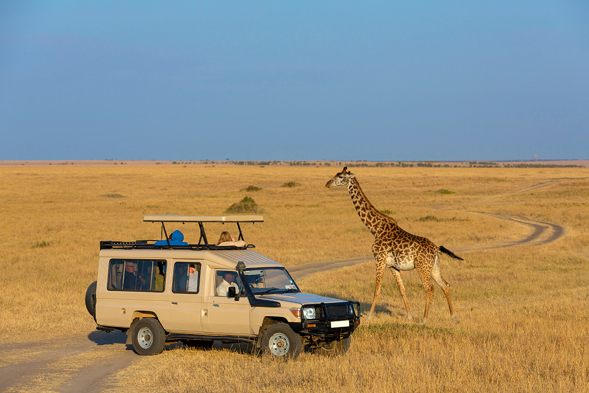 成為動物間諜，追尋動物們的痕跡！