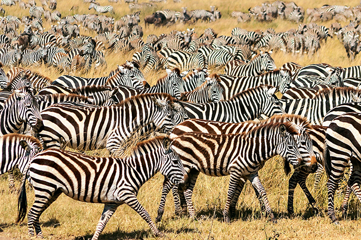 大遷徙襲來！肯坦雙國十四日