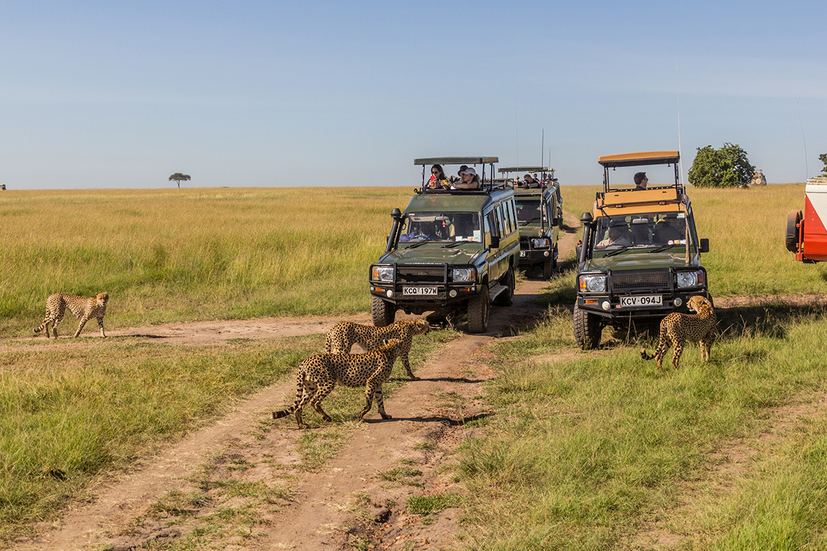 塞倫蓋提繼續追獵！