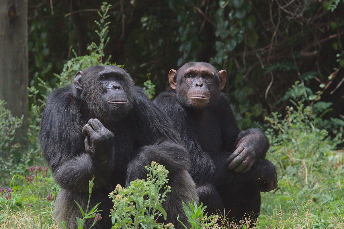 甜水的黑猩猩保育所