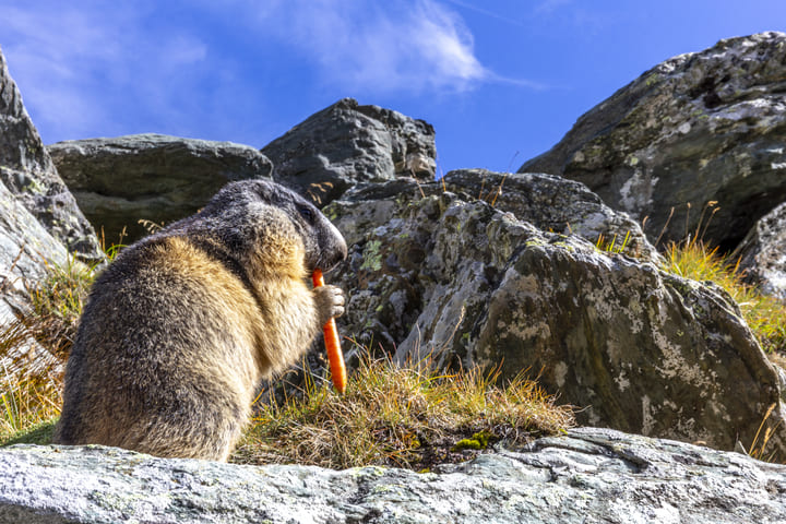 夏季｜德奧名山縱覽13日