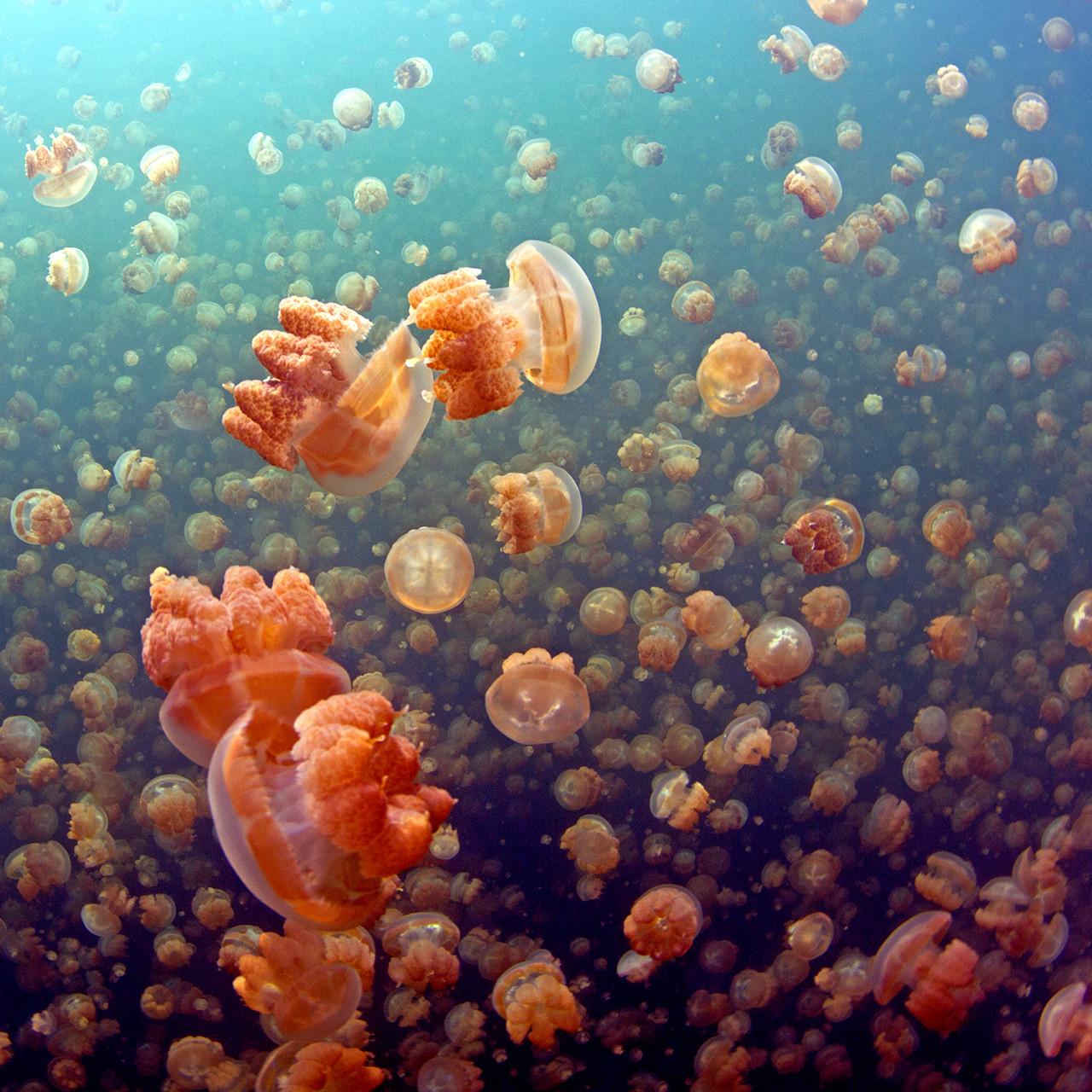 奇幻水母湖